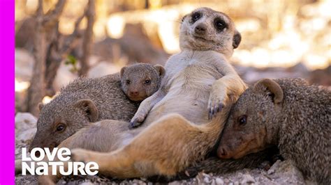 Super Auntie Meerkat Babysits Cute Mongoose Babies Oddest Animal