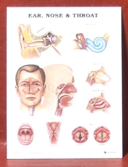 Ear Nose And Throat Medical Chart Poster Mary S Dollhouse Miniatures