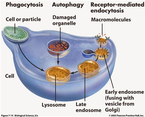 All About Lysosomes