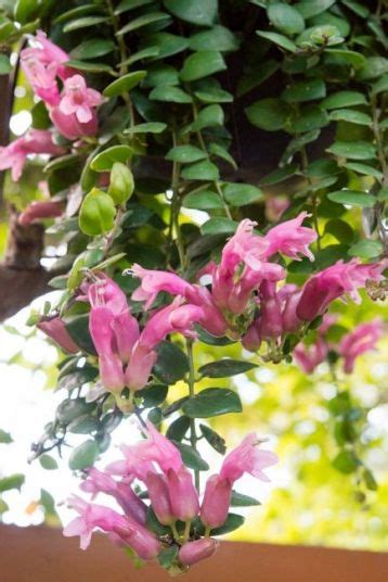 Aeschynanthus Chionanthus Thai Pink — Květinářství Plantica