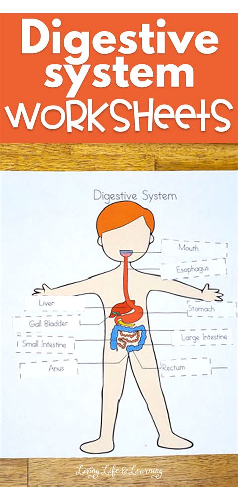 Maybe you would like to learn more about one of these? Digestive System Worksheets for Kids