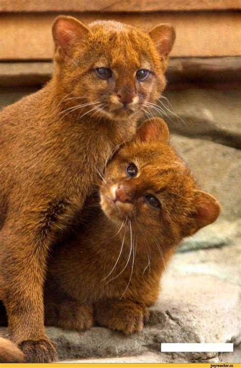 Jaguarundi Big Cat Cubs Cats Feline Cute Bigcats Rare Cats
