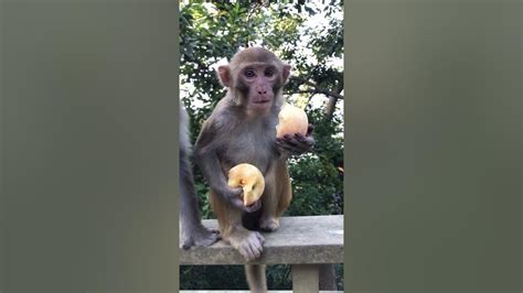 Adorable Baby Monkeys 🙊 Monkey Lyly 😍 Tik Tok Animals35 Youtube