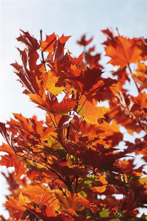 Orange Maple Leaves Photo Free Leaf Image On Unsplash