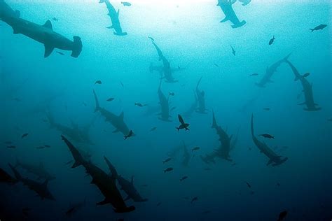 Schooling Hammerhead Sharks Galapagos Islands Galapagos Islands