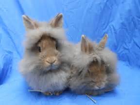 Cute And Fluffy Cinnamon Lionhead Baby Boy Rabbits