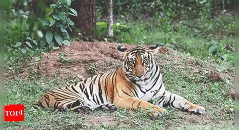 Nod To Uttar Pradeshs 4th Tiger Reserve In Ranipur Lucknow News