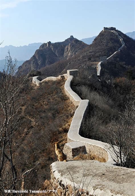 Tepatnya ketika kaisar qin shi huang telah wafat pada tahun 210 sm. Menarik Gambar Proses Membaik Pulih Tembok Besar China ...