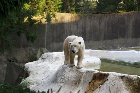 Haunting Photos Show Polar Bears In Captivity Around The World