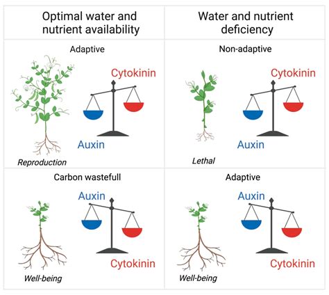 Plants Free Full Text Friends In Arms Flavonoids And The Auxin