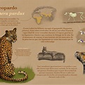 Mi Proyecto del curso: el leopardo (Panthera pardus) | Domestika