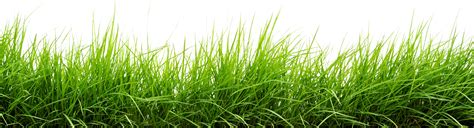 Pngtree offers hd news background images for free download. Green-Grass-17.png (2500×680) | Grass photoshop