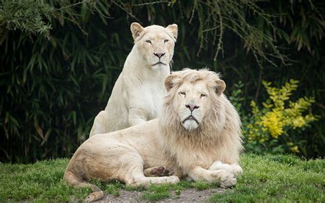 Hd Wallpaper White Lions 1 Lion And 1 Lioness Cat Grass Couple