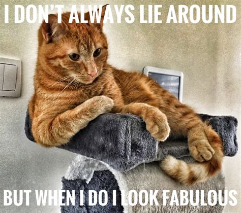 Despo The Fabulous Cat 9gag