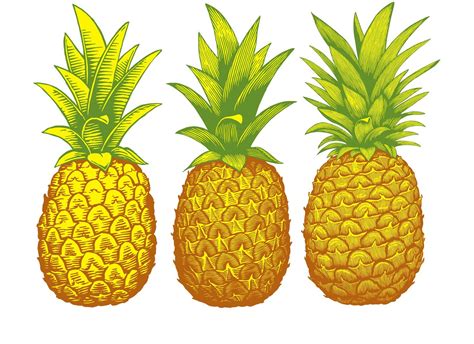 Gold Pineapples Pineapple Illustration Gold Pineapple Pineapple