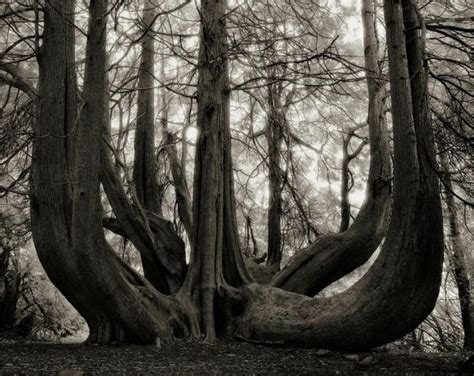 Beth Moon La Fotógrafa De Los árboles Más Viejos Del Mundo Vieux