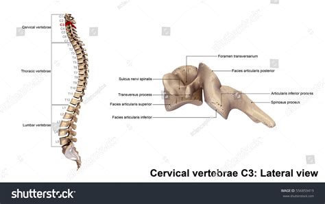 Cervical Vertebrae C3 Lateral View 3d Ilustrações Stock 556859419