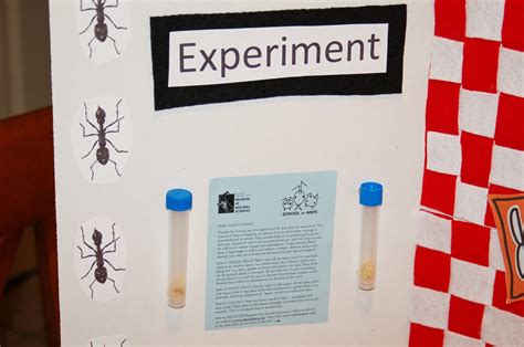 All About Ants Science Project Board
