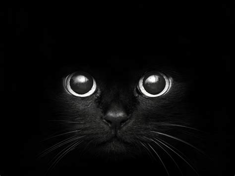 Black Cat With Big Eyes Wallpaper 1080p 1600 X 1200