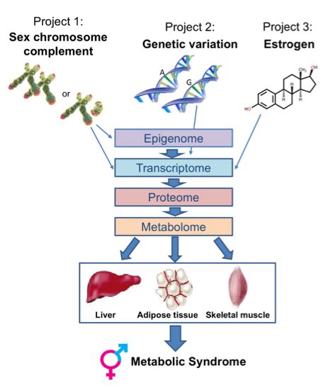 Project Description Sex Differences In Metabolism