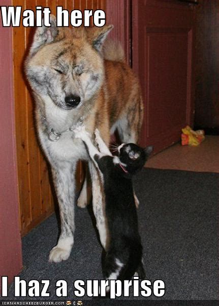 Funny cat and dog pictures. Funny Pictures Gallery: Funny cat and dog pictures with ...
