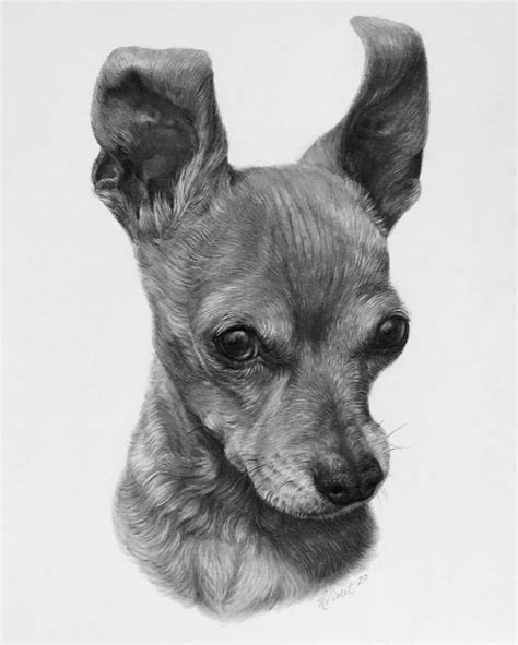 Artist Uses Simple Pencil To Create These Hyper Realistic Pet Portraits