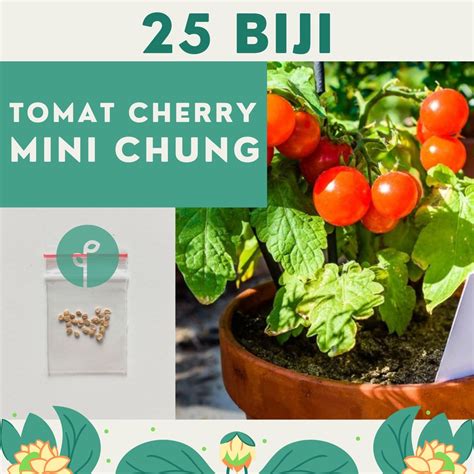 Jual 25 Benih Bibit Tomat Ceri Merah Benih Buah Tomat Cherry Mini Chung
