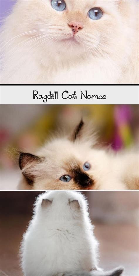 Excellent Photographs Ragdoll Cats Names Suggestions Ragdoll Cat