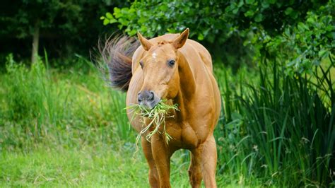 Brown Horse Eating Grass · Free Stock Photo