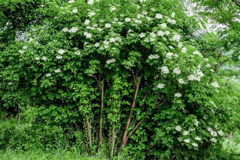 American Elderberry Plant Care And Growing Guide