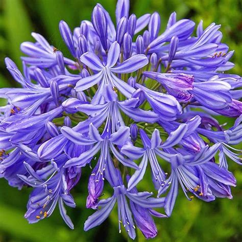 African Lily Agapanthus Lily Of The Nile Plants And Flowers Rare Garden