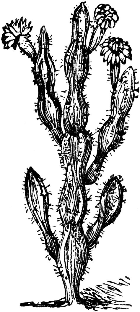 View Cactus Clipart Black And White Images Alade