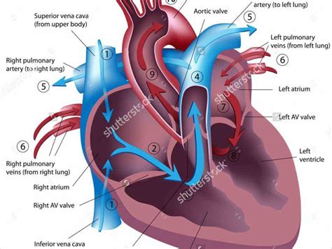 The Labeled Diagram Of The Heart And Blood Flow Blood Coming Out Of