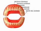 Forma dei denti: struttura, anatomia e funzionalità - Studi Mazzei