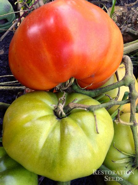 Ponderosa Red Tomato Organic Restoration Seeds