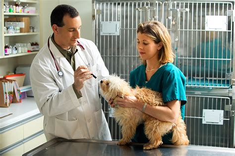 Certified Veterinary Technician Salary Infolearners