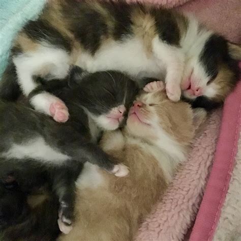 Foster Kitten Pile