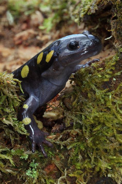 Spotted Salamander In Early Spring Migration New York Usa Photograph