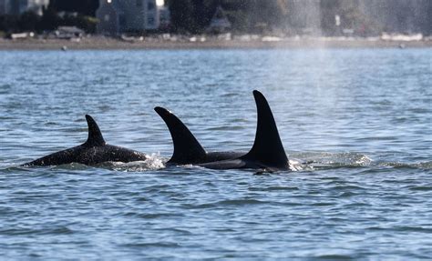 Photos Resident Orca Pods Return To Puget Sound Komo