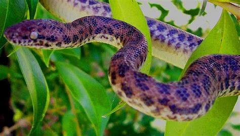 This page reflects the passion of a couple of hobbyists and snakes enthusiasts, who keep and breed. ABCs of Animal World: Small Snakes for Exotic Pet and ...