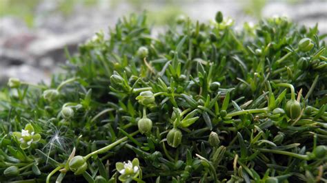 Birdseye Pearlwort Weed Killer Lawn Dork