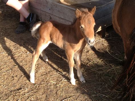 Baby Mini Horse Mackenzies Animals Pinterest