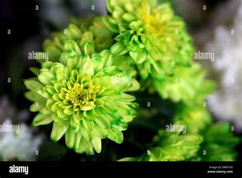 Green Chrysanthemum Close Up Stock Photo Alamy