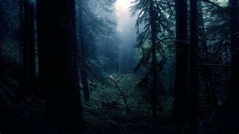 Dark Forest Wallpapers Hd Wallpaper Cave