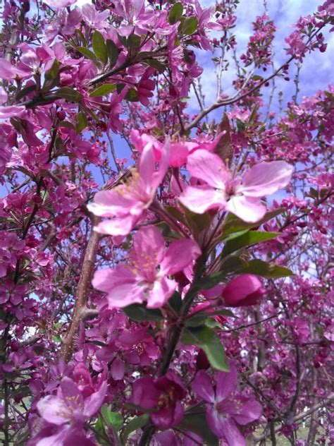When i called fast growing trees, they kindly asked me about my location and zip code. Flowering Trees | Flowering Trees for Sale in Colorado ...