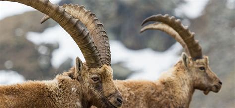 Alpine Ibex Huntaustria Hunting And Fly Fishing In Austria