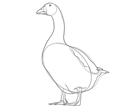 How To Draw A Goose A Step By Step Goose Illustration Tutorial