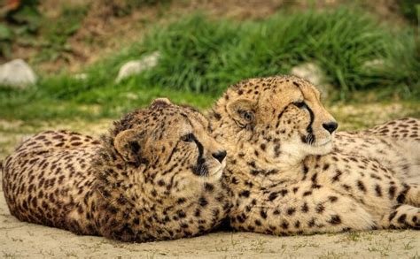 Cheetahs Lying On The Ground In The Zoo And Looking Aside Stock Image