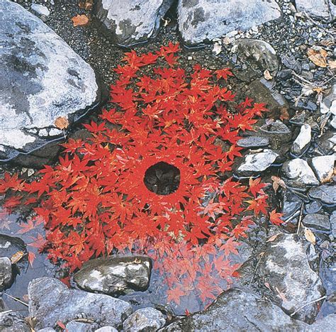 Andy Goldsworthy Nature Art In Winter