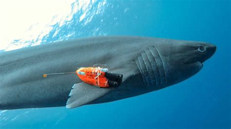 Deep Sea Sharks Show Surprising Buoyancy Science Aaas